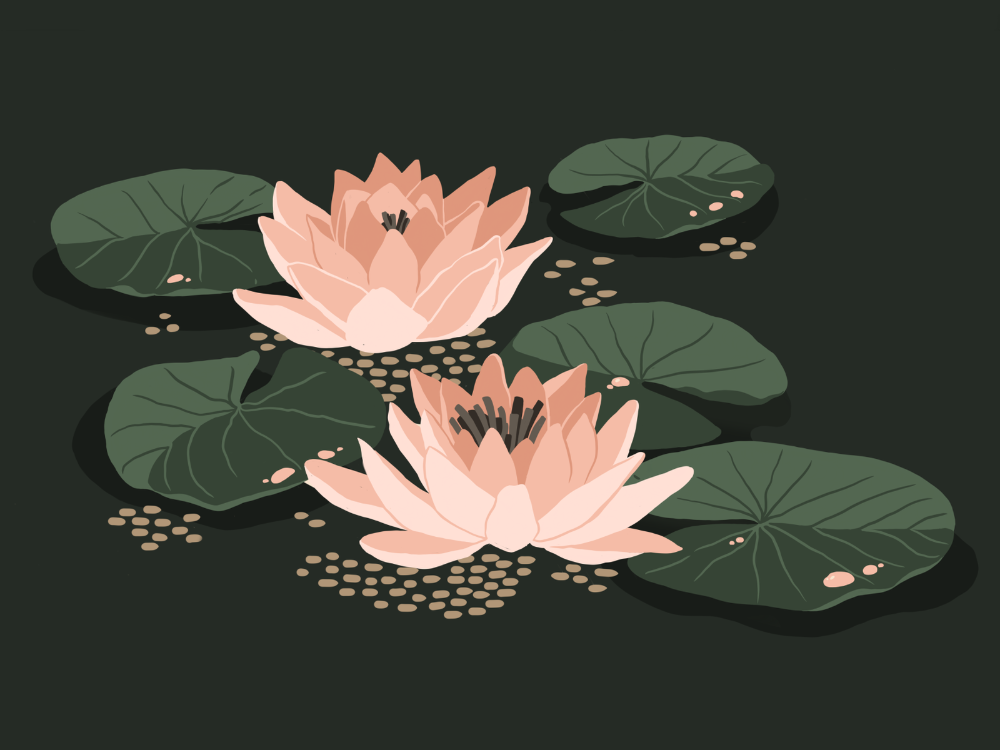 Efsanelerin Çiçeği: Lotus